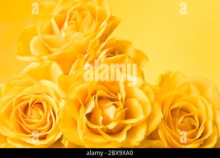 bouquet di rose color giallo pastello a chiocchetto su sfondo giallo Foto Stock
