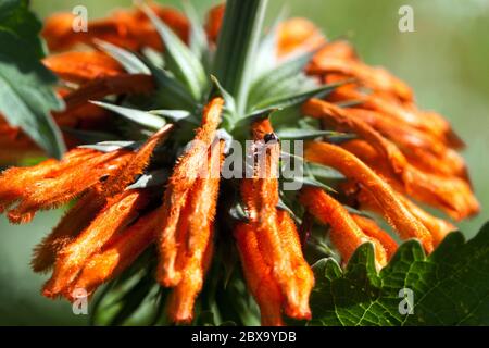 Coda del Leone Leonotis ocifolia Foto Stock