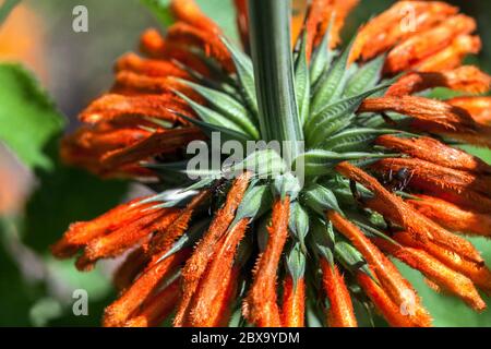 Coda del Leone Leonotis ocifolia Foto Stock
