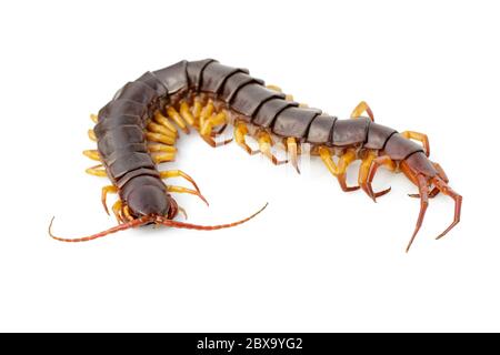 Immagine di centipedi o chilopoda isolati su sfondo bianco. Animale. Animali velenosi. Foto Stock