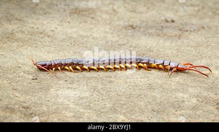 Immagine di centipedi o chilopoda sul terreno. Animali. Velenosi. Foto Stock