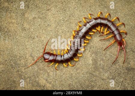 Immagine di centipedi o chilopoda sul terreno. Animali. Velenosi. Foto Stock