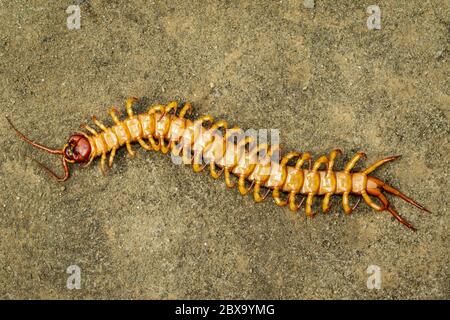 Immagine di centipedi morti o chilopoda sul terreno. Animali. Velenosi. Foto Stock