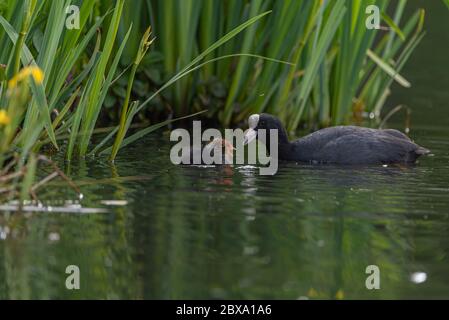 Neonato Eurasian, o comune coot Fulica atra nuoto su uno stagno nel Regno Unito Foto Stock