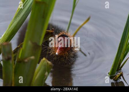 Neonato Eurasian, o comune coot Fulica atra nuoto su uno stagno nel Regno Unito Foto Stock