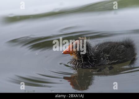 Neonato Eurasian, o comune coot Fulica atra nuoto su uno stagno nel Regno Unito Foto Stock