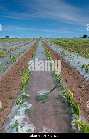 Piantine di mais che crescono sotto una copertura protettiva di plastica biodegradabile per aiutare la loro crescita. Cumbria, Regno Unito. Foto Stock