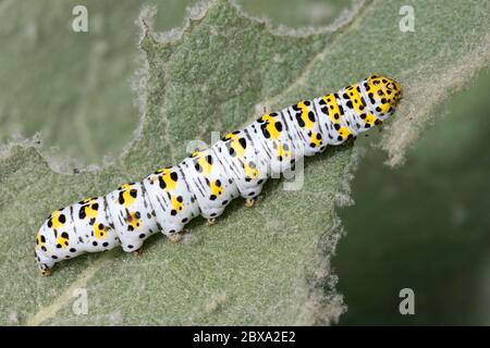 Primo piano di un bruco di Mullein Moth (Cucullia verbasci) che si alimenta su una pianta di Mullein (Verbascum thapsus) Foto Stock