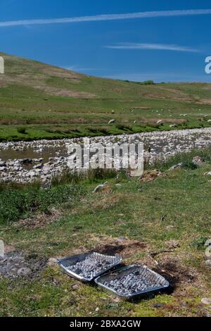 Dopo un barbecue, in un luogo di bellezza rurale sulle rive del fiume Eden, Mallerstang, vicino a Kirkby Stephen, Cumbria, Regno Unito. Foto Stock