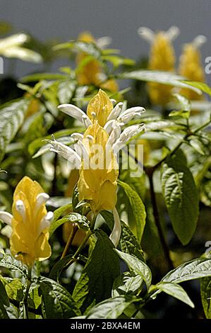 Pachystachys lutea Nees Pachystachys lutea Nees. Foto Stock
