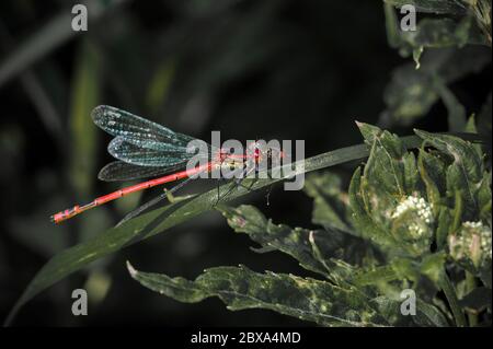 Primo piano di grande damselfly rosso su una foglia con rapito preda mosca tenuto nei suoi mandiboli. Foto Stock