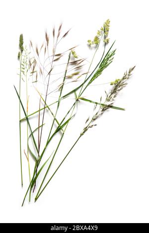 Disposizione con diverse erbe selvatiche, come dactylis, bromo e segale isolato su uno sfondo bianco con spazio di copia Foto Stock