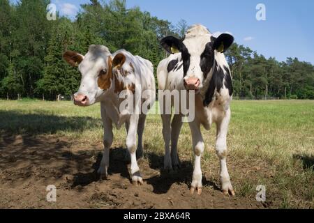 Due giovani mucche o giovenche si trovano direttamente nella macchina fotografica su un campo di sabbia Foto Stock