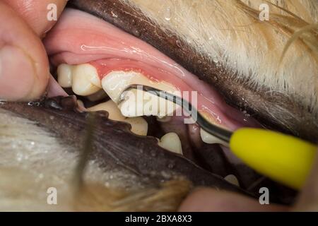 Primo piano di rimozione manuale del tartaro e della placca dentale sui molari di un cane Foto Stock