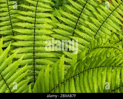 Primo piano dei fronti verde brillante della fiumana di Dryopteris Foto Stock