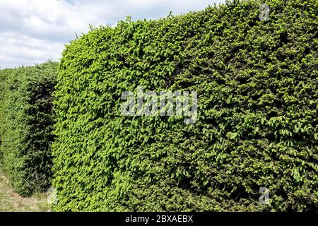 Abete rosso siepe piante sempreverdi frangivento Giardino, Hedge, Fence forma siepe Conifer Foto Stock