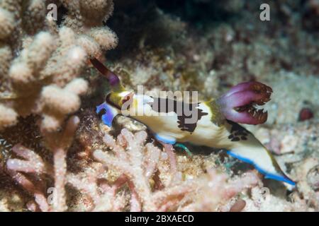 Nudiranch - Nembrotha chamberlaini. Papua Occidentale, Indonesia. Indo-Pacifico occidentale. Foto Stock