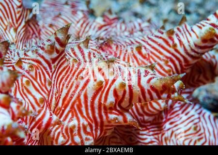 Cetriolo marino di canna [Thelenota rubralineata] dettaglio. Sulawesi del Nord, Indonesia. Foto Stock