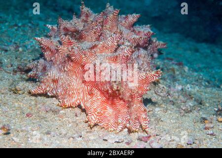 Cetriolo di mare di Candida [Thelenota rubralineata]. Sulawesi del Nord, Indonesia. Foto Stock