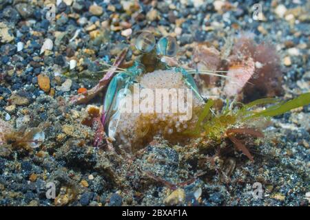 Mantis Shrimp dall'orecchie rosa [Odontodactylus latirostris] con massa d'uovo. Lembeh Strait, Norht Sulawesi, Indonesia. Foto Stock