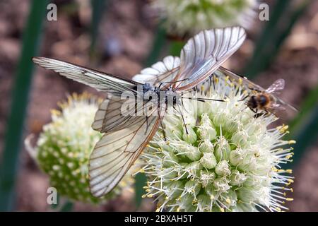 Due farfalla Aporia crataegi, il bianco venato nero si accoppiano sul fiore di cipolla. Messa a fuoco selettiva Foto Stock