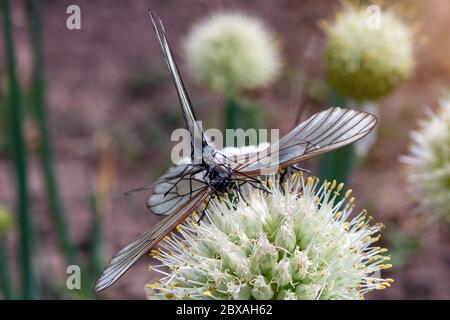 Due farfalla Aporia crataegi, il bianco venato nero si accoppiano sul fiore di cipolla. Messa a fuoco selettiva Foto Stock