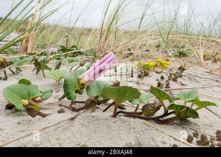 Fiore chiuso di gloria mattutina sulla spiaggia Foto Stock
