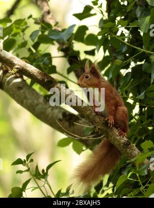 Scoiattolo rosso Foto Stock