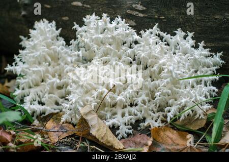 Hericium coralloides, fungo dei denti di corallo, vulnerabile su lista di dati rossi. Fungo corallino bianco commestibile che cresce nella foresta Foto Stock