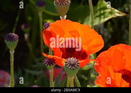 papaveri orientali di arancia all'inizio dell'estate con capsule e fiori Foto Stock