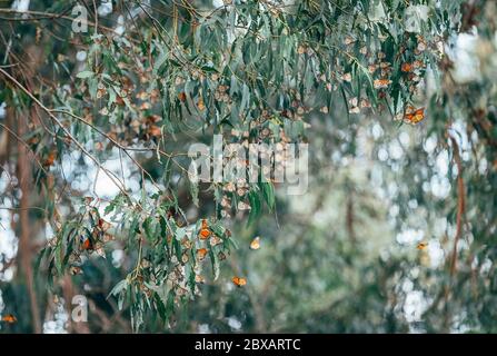 Farfalle che si raccolgono su un albero Foto Stock