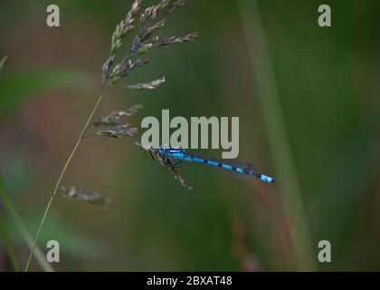 Comune Blue Dragonfly (Enallagma cyathigerum) poggiante su erba stalk. Dumfries, Scozia del sud-ovest Foto Stock