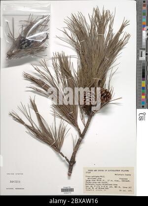 Pinus echinata Mulino Pinus echinata. Foto Stock