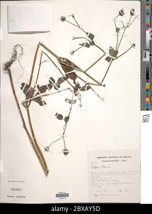 Bidens alba L DC Bidens alba L DC. Foto Stock