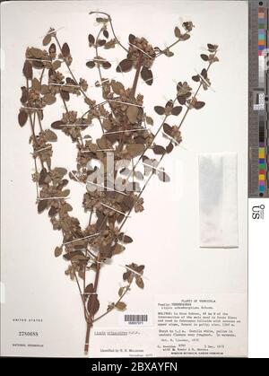 Lippia origanoides Kunth Lippia origanoides Kunth. Foto Stock