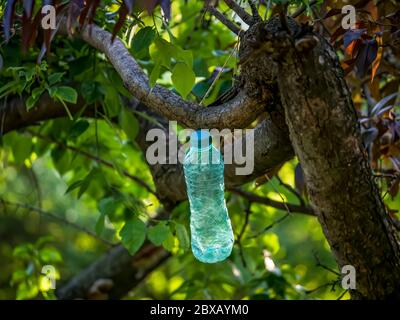 Una bottiglia di acqua ferma legata al ramo di un albero Foto Stock