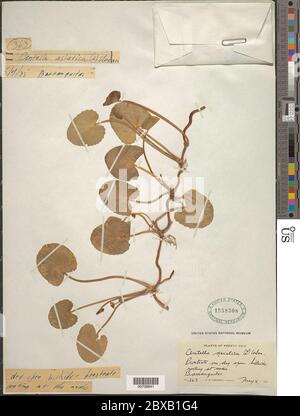 Centella asiatica L Urb Centella asiatica L Urb. Foto Stock