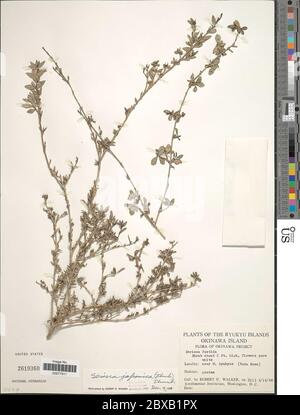 Serissa japonica Thunb Thunb Serissa japonica Thunb Thunb. Foto Stock