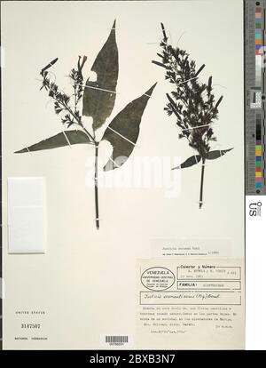 Justicia secunda Vahl Justicia secunda Vahl. Foto Stock