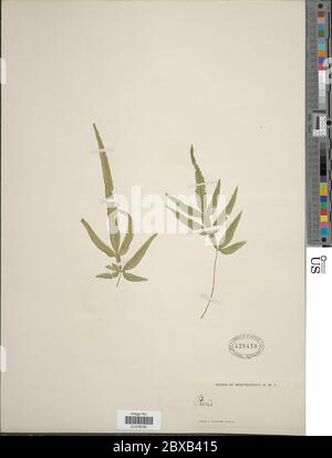 Pteris multifida Pteris multifida. Foto Stock