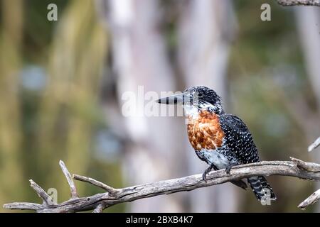 Il gigante africano del kingfisher, megaceryle maxima, arroccato in un albero al lago Naivasha, Kenya. Vista laterale con spazio per il testo. Foto Stock