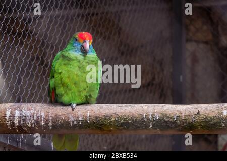 Pappagallo verde in uno sfondo morbido Foto Stock