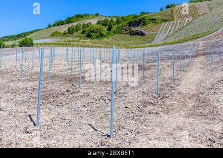 Vigneto di recente impianto con pali di metallo vicino Bernkastel-Kues sul fiume Mosella Foto Stock