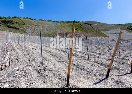 Vigneto di recente impianto con pali in metallo e legno vicino Bernkastel-Kues sul fiume Mosella Foto Stock