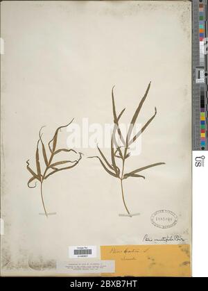 Pteris multifida Pteris multifida. Foto Stock