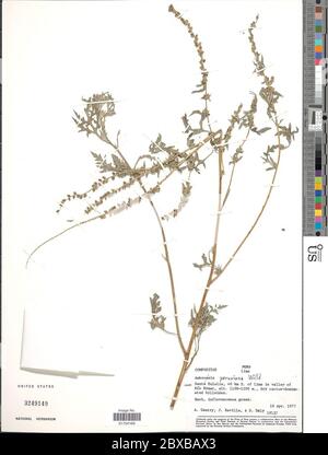 Ambrosia peruviana Willd Ambrosia peruviana Willd. Foto Stock