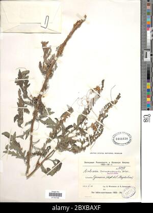 Ambrosia peruviana Willd Ambrosia peruviana Willd. Foto Stock
