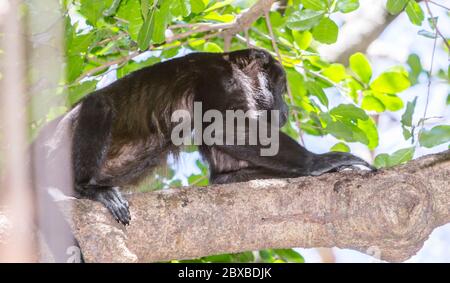 Scimmia urlatrice; Alouatta, Costa Rica, originaria del Sud e Centro America, scimmie del nuovo mondo Foto Stock