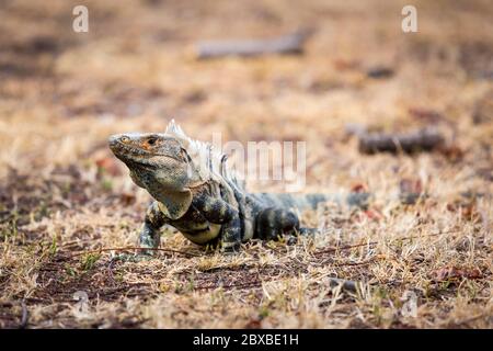 Iguana dalla coda nera con la coda di Spiny, Iguana Nera, Ctenosauro Nero, Ctenosaura similis, originaria dell'America Centrale, specie di lucertola a più rapida esecuzione Foto Stock