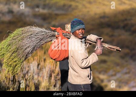 L'uomo africano porta legno asciutto stagione fredda Foto Stock